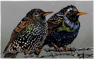 a pair of starlings perched on a strand of barbed wire