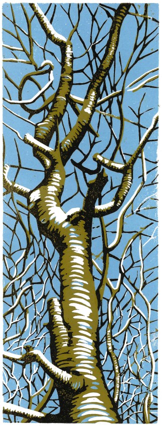 a view upwards into the bare branches of a tree against a blue sky