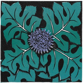 a purple thistle flower seen from above surrounded by green leaves