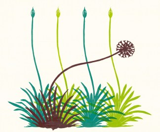 a row of four green plant stems topped with buds emerging from clusters of leaves and a fifth plant with an open flower in front of them