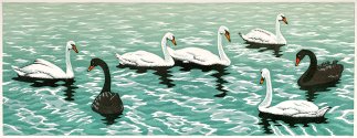 A group of seven swans, 5 white and 2 black, swimming on rippled green water.